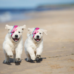 Two Diamond Doggos in clear violation of the 'all dogs on a lead' policy