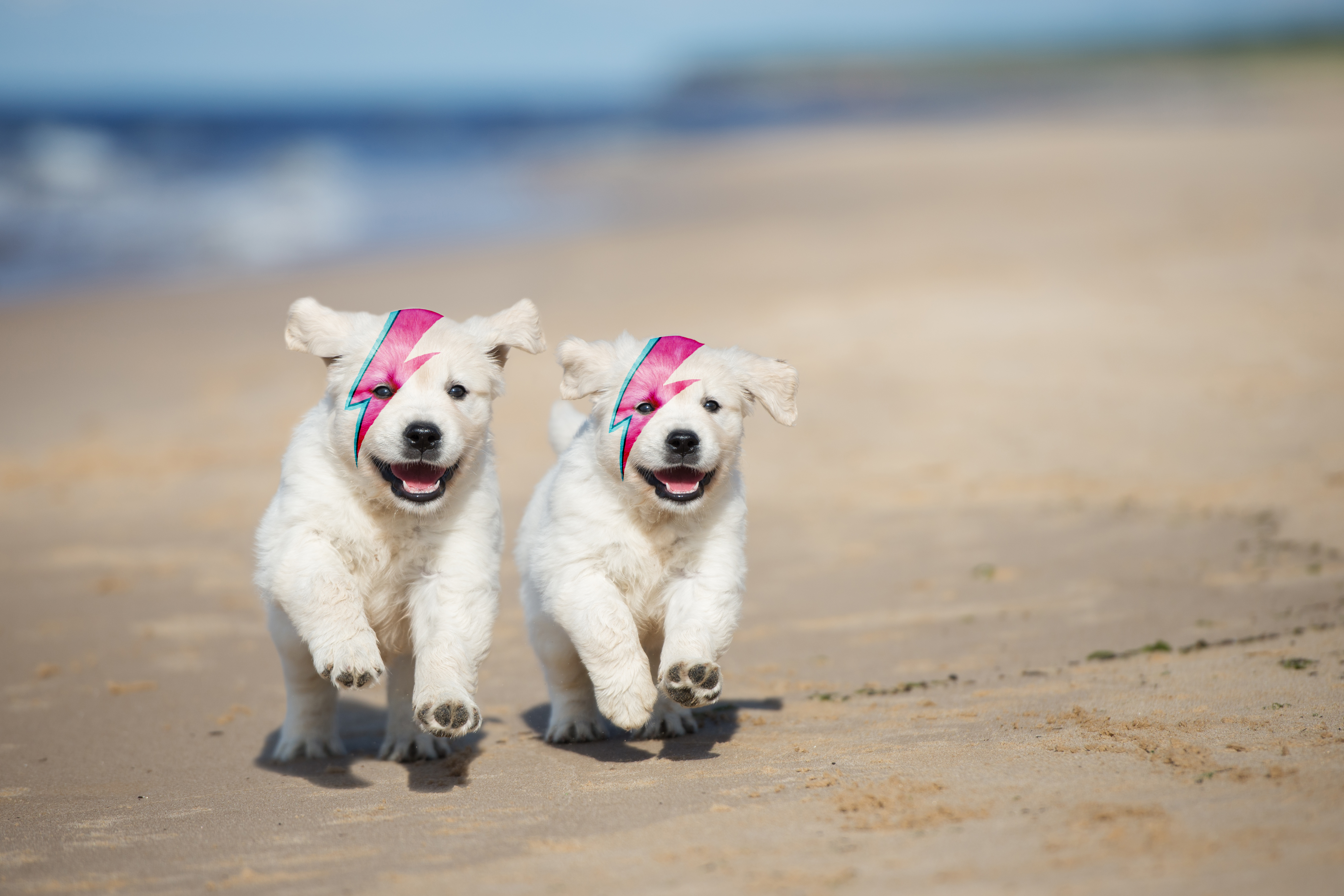 Two Diamond Doggos in clear violation of the 'all dogs on a lead' policy