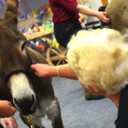 Trinity Hospice arranges special visitors for patients, such as the donkeys from the Donkey Sanctuary.