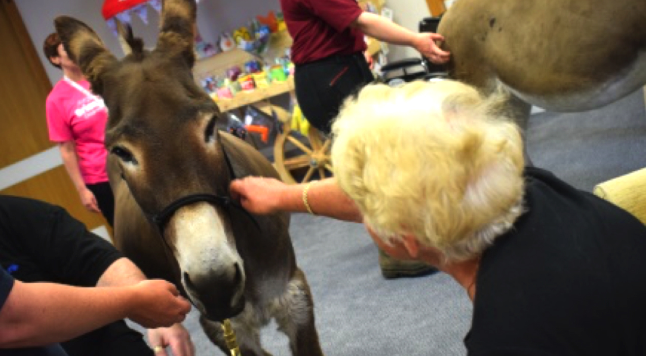Trinity Hospice arranges special visitors for patients, such as the donkeys from the Donkey Sanctuary.